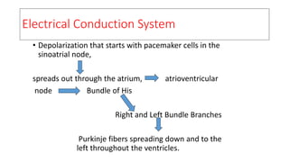 Electrical Conduction System
• Depolarization that starts with pacemaker cells in the
sinoatrial node,
spreads out through the atrium, atrioventricular
node Bundle of His
Right and Left Bundle Branches
Purkinje fibers spreading down and to the
left throughout the ventricles.
 