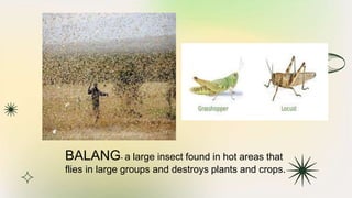 BALANG- a large insect found in hot areas that
flies in large groups and destroys plants and crops.
 