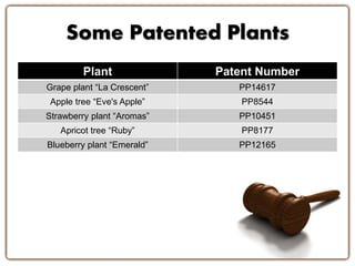 Some Patented Plants 
Plant Patent Number 
Grape plant “La Crescent” PP14617 
Apple tree “Eve's Apple” PP8544 
Strawberry plant “Aromas” PP10451 
Apricot tree “Ruby” PP8177 
Blueberry plant “Emerald” PP12165 
 