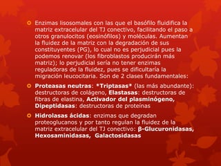  Enzimas lisosomales con las que el basófilo fluidifica la
matriz extracelular del TJ conectivo, facilitando el paso a
otros granulocitos (eosinófilos) y moléculas. Aumentan
la fluidez de la matriz con la degradación de sus
constituyentes (PG), lo cual no es perjudicial pues la
podemos renovar (los fibroblastos producirán más
matriz); lo perjudicial sería no tener enzimas
reguladoras de la fluidez, pues se dificultaría la
migración leucocitaria. Son de 2 clases fundamentales:
 Proteasas neutras: *Triptasas* (las más abundante):
destructoras de colágeno, Elastasas: destructoras de
fibras de elastina, Activador del plasminógeno,
Dipeptidasas: destructoras de proteínas
 Hidrolasas ácidas: enzimas que degradan
proteoglucanos y por tanto regulan la fluidez de la
matriz extracelular del TJ conectivo: β-Glucuronidasas,
Hexosaminidasas, Galactosidasas
 