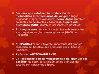  Enzimas que catalizan la producción de
metabolitos intermediarios del oxígeno (agua
oxigenada y agentes oxidantes):Peroxidasas (también
presentes en neutrófilos y basófilos), Superóxido
dismutasa (SOD) (también presentes en basófilos)
 Proteoglucanos: función incierta. Los más relevantes
son muy ricos en glucosaminoglucanos (GAG) de
HEPARINA.
 *HEPARINA*: constituyente importante del gránulo
específico del basófilo, que producida por él tiene 2
funciones:
 1) Función ANTICOAGULANTE
 2) Responsable de la metacromasia del gránulo del
basófilo, es decir, de la tinción de los gránulos del
basófilo con colorantes básicos.
 