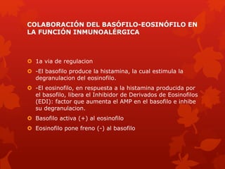 COLABORACIÓN DEL BASÓFILO-EOSINÓFILO EN
LA FUNCIÓN INMUNOALÉRGICA
 1a via de regulacion
 -El basofilo produce la histamina, la cual estimula la
degranulacion del eosinofilo.
 -El eosinofilo, en respuesta a la histamina producida por
el basofilo, libera el Inhibidor de Derivados de Eosinofilos
(EDI): factor que aumenta el AMP en el basofilo e inhibe
su degranulacion.
 Basofilo activa (+) al eosinofilo
 Eosinofilo pone freno (-) al basofilo
 