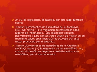  2ª vía de regulación. El basófilo, por otro lado, también
libera:
 -Factor Quimiotáctico de Eosinófilos de la Anafilaxia
(ECF-A): activa (+) la migración de eosinófilos a los
lugares de inflamación. (Los eosinófilos circulan
pasivamente y para concentrarse deben de migrar en un
momento dado; esta migración es activada por este
factor producido por el basófilo.)
 -Factor Quimiotáctico de Neutrófilos de la Anafilaxia
(NCF-A): activa (+) la migración de los neutrófilos. Así,
cuando el basófilo se degranula también activa a los
neutrófilos, por si son necesarios.
 