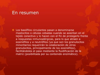 En resumen
 Los basófilos circulantes pasan a denominarse
mastocitos o células cebadas cuando se asientan en el
tejido conectivo y lo hacen con el fin de protegerlo frente
a respuestas inmunoalérgicas, para lo que atraen a
eosinófilos y a neutrófilos (ya que son los granulocitos
minoritarios requerirán la colaboración de otros
granulocitos, principalmente de los eosinófilos),
facilitándoles el paso mediante la fluidificación de la
matriz (posibilitada por su contenido enzimático).
 