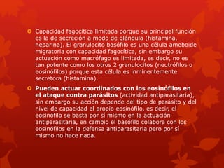  Capacidad fagocítica limitada porque su principal función
es la de secreción a modo de glándula (histamina,
heparina). El granulocito basófilo es una célula ameboide
migratoria con capacidad fagocítica, sin embargo su
actuación como macrófago es limitada, es decir, no es
tan potente como los otros 2 granulocitos (neutrófilos o
eosinófilos) porque esta célula es inminentemente
secretora (histamina).
 Pueden actuar coordinados con los eosinófilos en
el ataque contra parásitos (actividad antiparasitaria),
sin embargo su acción depende del tipo de parásito y del
nivel de capacidad el propio eosinófilo, es decir, el
eosinófilo se basta por sí mismo en la actuación
antiparasitaria, en cambio el basófilo colabora con los
eosinófilos en la defensa antiparasitaria pero por sí
mismo no hace nada.
 