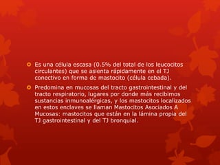  Es una célula escasa (0.5% del total de los leucocitos
circulantes) que se asienta rápidamente en el TJ
conectivo en forma de mastocito (célula cebada).
 Predomina en mucosas del tracto gastrointestinal y del
tracto respiratorio, lugares por donde más recibimos
sustancias inmunoalérgicas, y los mastocitos localizados
en estos enclaves se llaman Mastocitos Asociados A
Mucosas: mastocitos que están en la lámina propia del
TJ gastrointestinal y del TJ bronquial.
 