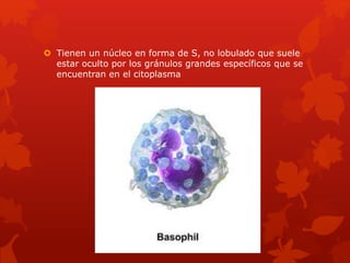  Tienen un núcleo en forma de S, no lobulado que suele
estar oculto por los gránulos grandes específicos que se
encuentran en el citoplasma
 