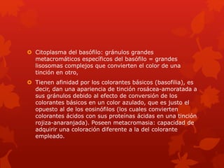  Citoplasma del basófilo: gránulos grandes
metacromáticos específicos del basófilo = grandes
lisosomas complejos que convierten el color de una
tinción en otro,
 Tienen afinidad por los colorantes básicos (basofilia), es
decir, dan una apariencia de tinción rosácea-amoratada a
sus gránulos debido al efecto de conversión de los
colorantes básicos en un color azulado, que es justo el
opuesto al de los eosinófilos (los cuales convierten
colorantes ácidos con sus proteínas ácidas en una tinción
rojiza-anaranjada). Poseen metacromasia: capacidad de
adquirir una coloración diferente a la del colorante
empleado.
 
