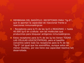  MEMBRANA DEL BASÓFILO: RECEPTORES PARA *Ig-E*,
que le aportan la capacidad de reaccionar frente a
reacciones inmunoalérgicas
 - Receptores para la Fc de las Ig-E o REAGINAS = hasta
40.000 Ig-E en c/célula: son las moléculas que
producimos para bloquear antígenos inmunoalérgicos.
 Estos receptores para la Fc de las Ig los tienen TODAS
LAS CÉLULAS LEUCOCITATRIAS, pero el basófilo
concentra sobre todo los receptores para la Fc de las
*Ig-E* (al igual que los eosinófilos, aunque estos en
menor medida), por eso tiene esa capacidad reactiva tan
desarrollada.
 