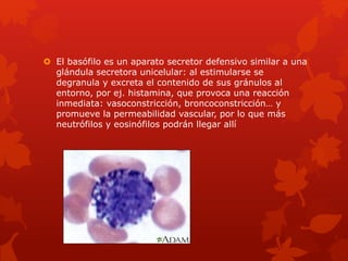  El basófilo es un aparato secretor defensivo similar a una
glándula secretora unicelular: al estimularse se
degranula y excreta el contenido de sus gránulos al
entorno, por ej. histamina, que provoca una reacción
inmediata: vasoconstricción, broncoconstricción… y
promueve la permeabilidad vascular, por lo que más
neutrófilos y eosinófilos podrán llegar allí
 