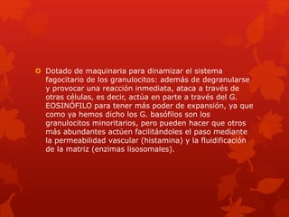  Dotado de maquinaria para dinamizar el sistema
fagocitario de los granulocitos: además de degranularse
y provocar una reacción inmediata, ataca a través de
otras células, es decir, actúa en parte a través del G.
EOSINÓFILO para tener más poder de expansión, ya que
como ya hemos dicho los G. basófilos son los
granulocitos minoritarios, pero pueden hacer que otros
más abundantes actúen facilitándoles el paso mediante
la permeabilidad vascular (histamina) y la fluidificación
de la matriz (enzimas lisosomales).
 