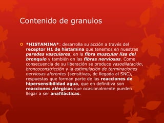 Contenido de granulos
 *HISTAMINA*: desarrolla su acción a través del
receptor H1 de histamina que tenemos en nuestras
paredes vasculares, en la fibra muscular lisa del
bronquio y también en las fibras nerviosas. Como
consecuencia de su liberación se produce vasodilatación,
broncoconstricción y la estimulación de terminaciones
nerviosas aferentes (sensitivas, de llegada al SNC),
respuestas que forman parte de las reacciones de
hipersensibilidad agua, que en definitiva son
reacciones alérgicas que ocasionalmente pueden
llegar a ser anafilácticas.
 