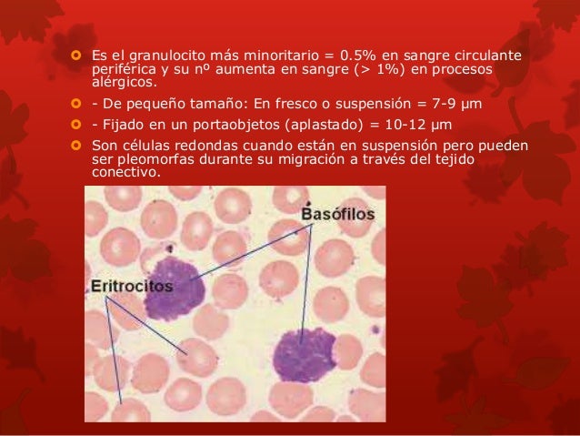 Basofilos