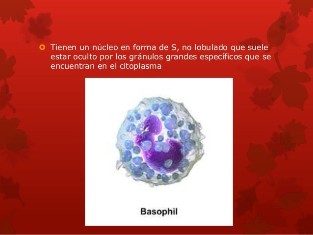 Basofilos