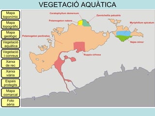 VEGETACIÓ AQUÀTICA Mapa toponímic Mapa topogràfic Mapa geològic Vegetació aquàtica Vegetació i conreus Xarxa de rec Xarxa viària Espais protegits Mapa comarcal Foto aèria 