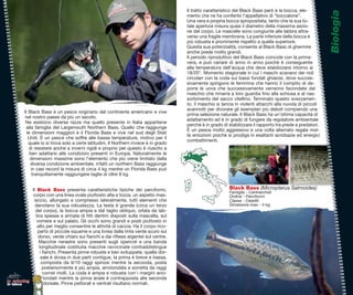Il tratto caratteristico del Black Bass però è la bocca, ele-




                                                                                                                                                               Biologia
                                                                                      mento che ne ha conferito l’appellativo di “boccalone”.
                                                                                      Una vera e propria bocca spropositata, tanto che la sua to-
                                                                                      tale apertura misura quasi il diametro della massima sezio-
                                                                                      ne del corpo. Le mascelle sono congiunte alle labbra attra-
                                                                                      verso una fragile membrana. La parte inferiore della bocca è
                                                                                      più robusta e prominente rispetto a quella superiore.
                                                                                      Questa sua potenzialità, consente al Black Bass di ghermire     e
                                                                                      anche prede molto grandi.
                                                                                      Il periodo riproduttivo del Black Bass coincide con la prima-    -
                                                                                      vera, e può variare di anno in anno poichè è conseguente         e
                                                                                      alla temperatura dell’acqua che deve stabilizzarsi intorno ai
                                                                                      18/20°. Momento stagionale in cui i maschi scavano dei nidi      di
                                                                                      circolari con la coda sui bassi fondali ghiaiosi, dove succes-   s-
                                                                                      sivamente spingono le femmine che hanno il compito di de-        e-
                                                                                      porre le uova che successivamente verranno fecondate dal
                                                                                      maschio che rimarrà a loro guardia ﬁno alla schiusa e al rias-  as-
                                                                                      sorbimento del sacco vitellino. Terminato questo svezzamen-     en-
                                                                                      to, il maschio si lancia in violenti attacchi alla nuvola di piccoli
                                                                                                                                                      coli
                                                                                      avannotti per divorare gli esemplari più deboli compiendo una
        Il Black Bass è un pesce originario del continente americano e vive
                                                                                      prima selezione naturale. Il Black Bass ha un’ottima capacità di à
        nel nostro paese da più un secolo.
                                                                                      adattamento ed è in grado di fungere da regolatore ambientale    tale
         Ne esistono diverse razze ma quello presente in Italia appartiene
                                                                                      perchè è in grado di stabilizzare il rapporto tra prede e predatori.
                                                                                                                                                       tori.
         alla famiglia del Largemouth Northern Bass. Quello che raggiunge
                                                                                      È un pesce molto aggressivo e una volta allamato regala mol-
          le dimensioni maggiori è il Florida Bass e vive nel sud degli Stati
                                                                                      te emozioni poichè si prodiga in esaltanti acrobazie ed energiciergici
           Uniti. È un pesce che soffre alle basse temperature, motivo per il
                                                                                      combattimenti.
           quale lo si trova solo a certe latitudini. Il Northern invece è in grado
           di resistere anche a inverni rigidi e proprio per questo è riuscito a
            ben adattarsi alle condizioni presenti in Europa. Naturalmente le
            dimensioni massime sono l’elemento che più viene limitato dalla
            diversa condizione ambientale, infatti un northern Bass raggiunge
             in casi record la misura di circa 4 kg mentre un Florida Bass può
              tranquillamente raggiungere taglie di oltre 8 kg.


            Il Black Bass presenta caratteristiche tipiche dei perciformi,                                  Black Bass (Micropterus Salmoides)
                                                                                                                                           es)
                                                                                                                                             )
                                                                                                            Famiglia - Centrarchidi
            corpo con una linea ovale piuttosto alta e tozza, un aspetto mas-                               Ordine - Perciformi
             siccio, allungato e compresso lateralmente, tutti elementi che                                 Classe - Osteitti
              denotano la sua robustezza. La testa è grande (circa un terzo                                 Dimesione max - 4 kg.
              del corpo), la bocca ampia e dal taglio obliquo, orlata da lab-
              bra spesse e armata di ﬁtti dentini disposti sulla mascella, sul
               vomere e sul palato. Gli occhi sono grandi e posti piuttosto in
               alto per meglio consentire le attività di caccia. Ha il corpo rico-
               perto di piccole squame e una livrea dalla tinta verde scuro sul
                dorso, verde chiaro sui ﬁanchi e dai riﬂessi argentei sul ventre.
                Macchie nerastre sono presenti sugli opercoli e una banda
                longitudinale costituita macchie ravvicinate contraddistingue
                 i ﬁanchi. Presenta pinne robuste e ben sviluppate; quella dor-
                 sale è divisa in due parti contigue, la prima è breve e bassa,
                  composta da 9/10 raggi spinosi mentre la seconda, posta
                   posteriormente è più ampia, arrotondata e sorretta da raggi
                   cornei molli. La coda è ampia e robusta con i margini arro-
                   tondati mentre la pinna anale è contrapposta alla seconda
lo spinning
in tasca            dorsale. Pinne pettorali e ventrali risultano normali.
 
