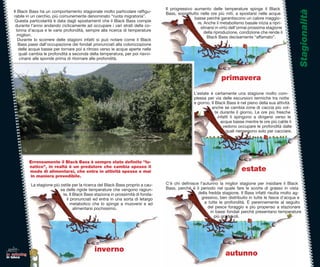 Il progressivo aumento delle temperature spinge il Black




                                                                                                                                                             Stagionalità
    Il Black Bass ha un comportamento stagionale molto particolare rafﬁgu-          Bass, soprattutto nelle ore più miti, a spostarsi nelle acque
    rabile in un cerchio, più comunemente denominato “ruota migratoria”.                           basse perchè garantiscono un calore maggio-
     Questa particolarità è data dagli spostamenti che il Black Bass compie                          re. Anche il metabolismo basale inizia a ripri-
     durante l’anno andando ciclicamente ad occupare i vari strati della co-                           stinarsi in virtù dell’ormai prossima stagione
      lonna d’acqua e le varie profondità, sempre alla ricerca di temperature                            della riproduzione, condizione che rende il
       migliori.                                                                                           Black Bass decisamente “affamato”.
       Durante lo scorrere delle stagioni infatti si può notare come il Black
       Bass passi dall’occupazione dei fondali pronunciati alla colonizzazione
       delle acque basse per tornare poi a ritroso verso le acque aperte nelle
        quali cambia le profondità a seconda della temperatura, per poi riavvi-
        cinarsi alle sponde prima di ritornare alle profondità.



                                                                                                                  primavera
                                                                                                   L’estate è certamente una stagione molto com-
                                                                                                   plessa per via delle escursioni termiche tra notte
                                                                                                   e giorno. Il Black Bass è nel pieno della sua attività
                                                                                                             anche se cambia zone di caccia più vol-
                                                                                                                te durante il giorno. Le ore più fresche
                                                                                                                  infatti li spingono a dirigersi verso le
                                                                                                                    acque basse mentre le ore più calde li
                                                                                                                     vedono occupare le profondità dalle
                                                                                                                       quali riemergono solo per cacciare.




              Erroneamente il Black Bass è sempre stato deﬁnito “lu-
              natico”, in realtà è un predatore che cambia spesso il
              modo di alimentarsi, che entra in attività spesso e mai                                                         estate
              in maniera prevedibile.

              La stagione più ostile per la ricerca del Black Bass proprio a cau-   C’è chi deﬁnisce l’autunno la miglior stagione per insidiare il Black
                              sa delle rigide temperature che vengono ragiun-       Bass, perchè è il periodo nel quale fare le scorte di grasso in vista
                               te. Il Black Bass staziona in prossimità di fonda-                   della fredda stagione. Il Bass infatti risulta molto ag-
                                 li pronunciati ed entra in una sorta di letargo                      gressivo, ben distribuito in tutte le fasce d’acqua e
                                    metabolico che lo spinge a muoversi e ad                            a tutte le profondità. È perennemente al seguito
                                      alimentarsi pochissimo.                                             del pesce foraggio e più propenso a stazionare
                                                                                                           in bassi fondali perchè presentano temperature
                                                                                                             più gradevoli.




                                                 inverno
lo spinning
in tasca
                                                                                                                     autunno
 