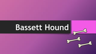 Bassett Hound
 
