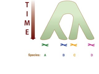 Species: A B C D
T
I
M
E
Species: A B C D
Discrete character:
Continuous character:
a a b a
0.1 0.2 0.2 0.4
T
I
M
E
Species: A B C D
Discrete character:
Continuous character:
a a b a
0.1 0.2 0.2 0.4
T
I
M
E
 