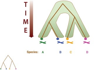 Species: A B C D
T
I
M
E
Species: A B C D
Discrete character:
Continuous character:
a a b a
0.1 0.2 0.2 0.4
T
I
M
E
Species: A B C D
Discrete character:
Continuous character:
a a b a
0.1 0.2 0.2 0.4
T
I
M
E
 