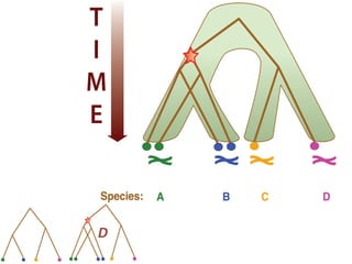 Species: A B C D
T
I
M
E
Species: A B C D
Discrete character:
Continuous character:
a a b a
0.1 0.2 0.2 0.4
T
I
M
E
Species: A B C D
Discrete character:
Continuous character:
a a b a
0.1 0.2 0.2 0.4
T
I
M
E
D
 