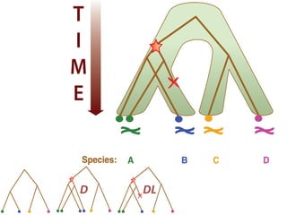 Species: A B C D
T
I
M
E
Species: A B C D
Discrete character:
Continuous character:
a a b a
0.1 0.2 0.2 0.4
T
I
M
E
Species: A B C D
Discrete character:
Continuous character:
a a b a
0.1 0.2 0.2 0.4
T
I
M
E
D DL
 