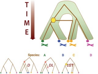Species: A B C D
T
I
M
E
Species: A B C D
Discrete character:
Continuous character:
a a b a
0.1 0.2 0.2 0.4
T
I
M
E
Species: A B C D
Discrete character:
Continuous character:
a a b a
0.1 0.2 0.2 0.4
T
I
M
E
LGTD DL
 