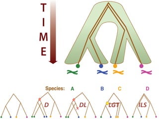 Species: A B C D
T
I
M
E
Species: A B C D
Discrete character:
Continuous character:
a a b a
0.1 0.2 0.2 0.4
T
I
M
E
Species: A B C D
Discrete character:
Continuous character:
a a b a
0.1 0.2 0.2 0.4
T
I
M
E
LGT ILSD DL
 
