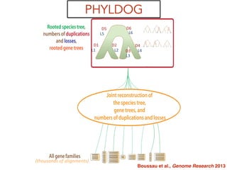 (thousands	
  of	
  alignments)
PHYLDOG
All gene families
Rooted species tree,
numbers of duplications
and losses,
rooted gene trees D1
D2
D3
D4
D5
D6
L2
L1
L4
L3
L5
L6
Joint reconstruction of
the species tree,
gene trees, and
numbers of duplications and losses
Species: A B C D
Discrete character:
Continuous character:
a a b a
0.1 0.2 0.2 0.4
T
I
M
E
D1
D3
D2 D4
D5 D6
L1
L3
L2 L4
L5 L6
Boussau et al., Genome Research 2013
 