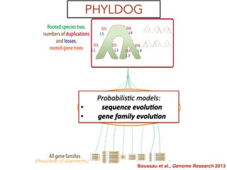 (thousands	
  of	
  alignments)
PHYLDOG
All gene families
Rooted species tree,
numbers of duplications
and losses,
rooted gene trees D1
D2
D3
D4
D5
D6
L2
L1
L4
L3
L5
L6
Joint reconstruction of
the species tree,
gene trees, and
numbers of duplications and losses
Species: A B C D
Discrete character:
Continuous character:
a a b a
0.1 0.2 0.2 0.4
T
I
M
E
D1
D3
D2 D4
D5 D6
L1
L3
L2 L4
L5 L6
Probabilis5c	
  models:	
  
• sequence	
  evolu1on	
  
• gene	
  family	
  evolu1on
Boussau et al., Genome Research 2013
 