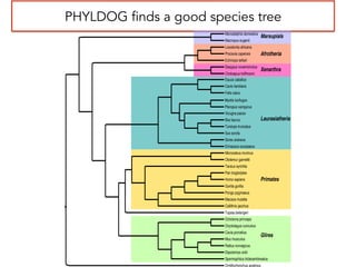 PHYLDOG finds a good species tree
Sus scrofa
Felis catus
Ornithorhynchus anatinus
Oryctolagus cuniculus
Loxodonta africana
Mus musculus
Gorilla gorilla
Dipodomys ordii
Monodelphis domestica
Vicugna pacos
Macaca mulatta
Tupaia belangeri
Procavia capensis
Spermophilus tridecemlineatus
Pongo pygmaeus
Tursiops truncatus
Microcebus murinus
Callithrix jacchus
Equus caballus
Erinaceus europaeus
Tarsius syrichta
Choloepus hoffmanni
Ochotona princeps
Cavia porcellus
Pan troglodytes
Bos taurus
Rattus norvegicus
Homo sapiens
Otolemur garnettii
Dasypus novemcinctus
Echinops telfairi
Pteropus vampyrus
Macropus eugenii
Canis familiaris
Sorex araneus
Myotis lucifugus
Laurasiatheria
Afrotheria
Xenarthra
Marsupials
Primates
Glires
 