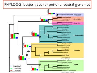 Sus scrofa
Felis catus
Ornithorhynchus anatinus
Oryctolagus cuniculus
Loxodonta africana
Mus musculus
Gorilla gorilla
Dipodomys ordii
Monodelphis domestica
Vicugna pacos
Macaca mulatta
Tupaia belangeri
Procavia capensis
Spermophilus tridecemlineatus
Pongo pygmaeus
Tursiops truncatus
Microcebus murinus
Callithrix jacchus
Equus caballus
Erinaceus europaeus
Tarsius syrichta
Choloepus hoffmanni
Ochotona princeps
Cavia porcellus
Pan troglodytes
Bos taurus
Rattus norvegicus
Homo sapiens
Otolemur garnettii
Dasypus novemcinctus
Echinops telfairi
Pteropus vampyrus
Macropus eugenii
Canis familiaris
Sorex araneus
Myotis lucifugus
Laurasiatheria
Afrotheria
Xenarthra
Marsupials
Primates
Glires
010000
010000
010000
010000
010000
010000
010000
PHYLDOG
TreeBeST
PhyML
PHYLDOG: better trees for better ancestral genomes
 