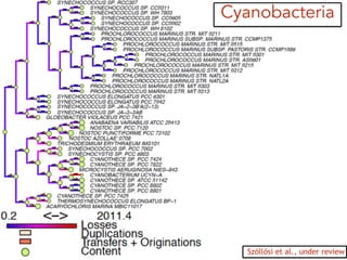 Cyanobacteria
Szöllősi et al., under review
 