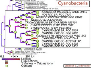 Cyanobacteria
Szöllősi et al., under review
 