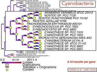 Cyanobacteria
0.18 transfer per gene
Szöllősi et al., under review
 