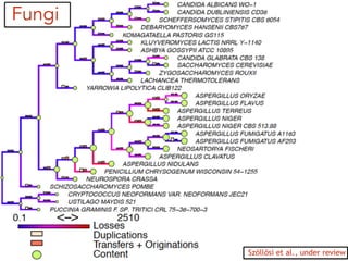 Fungi
Szöllősi et al., under review
 