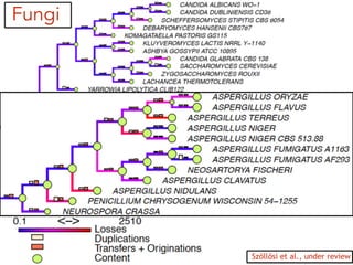 Fungi
Szöllősi et al., under review
 