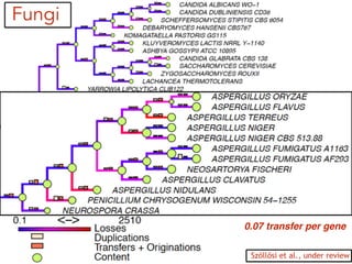 Fungi
0.07 transfer per gene
Szöllősi et al., under review
 