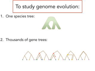 To study genome evolution:
1. One species tree:
!
!
!
2. Thousands of gene trees:
Species: A B C D
Discrete character:
Continuous character:
a a b a
0.1 0.2 0.2 0.4
T
I
M
E
 