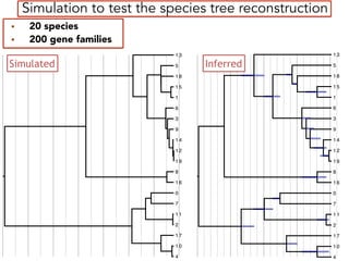 Simulation to test the species tree reconstruction
• 20 species
• 200 gene families
1 5
1
3
1 4
1 0
6
8
1 2
1 8
1 3
5
4
2
9
0
1 1
1 9
7
1 6
1 7
2
1 3
7
1 7
1 5
1
5
1 2
1 0
1 6
1 1
9
0
4
8
3
1 4
1 9
6
1 8
Simulated Inferred
 