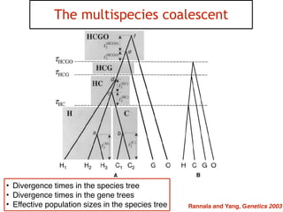 35
The multispecies coalescent
Rannala and Yang, Genetics 2003
• Divergence times in the species tree!
• Divergence times in the gene trees!
• Effective population sizes in the species tree
 