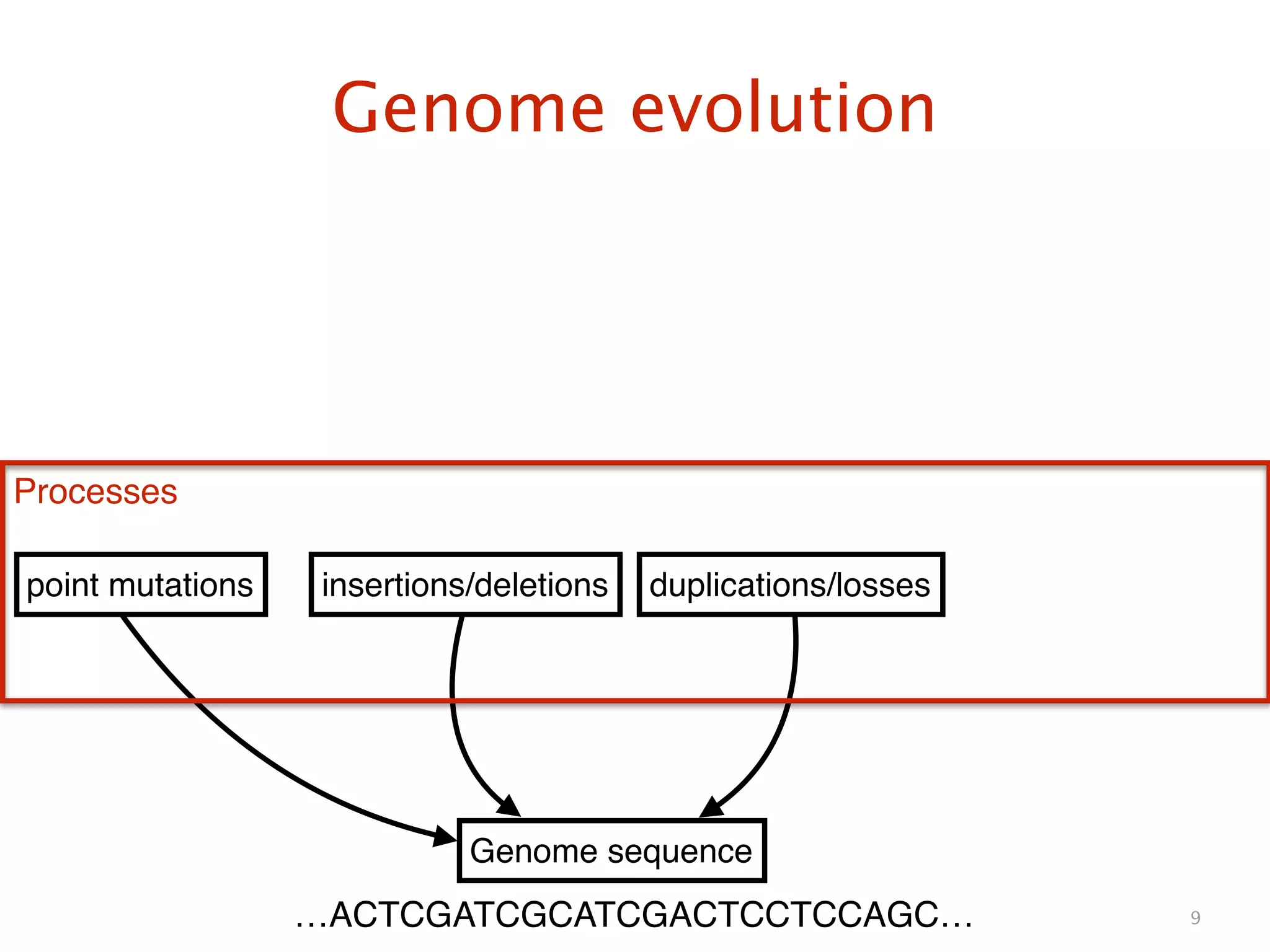 Genome evolution
9
Genome sequence
point mutations insertions/deletions duplications/losses
Processes
…ACTCGATCGCATCGACTCCTCCAGC…
 