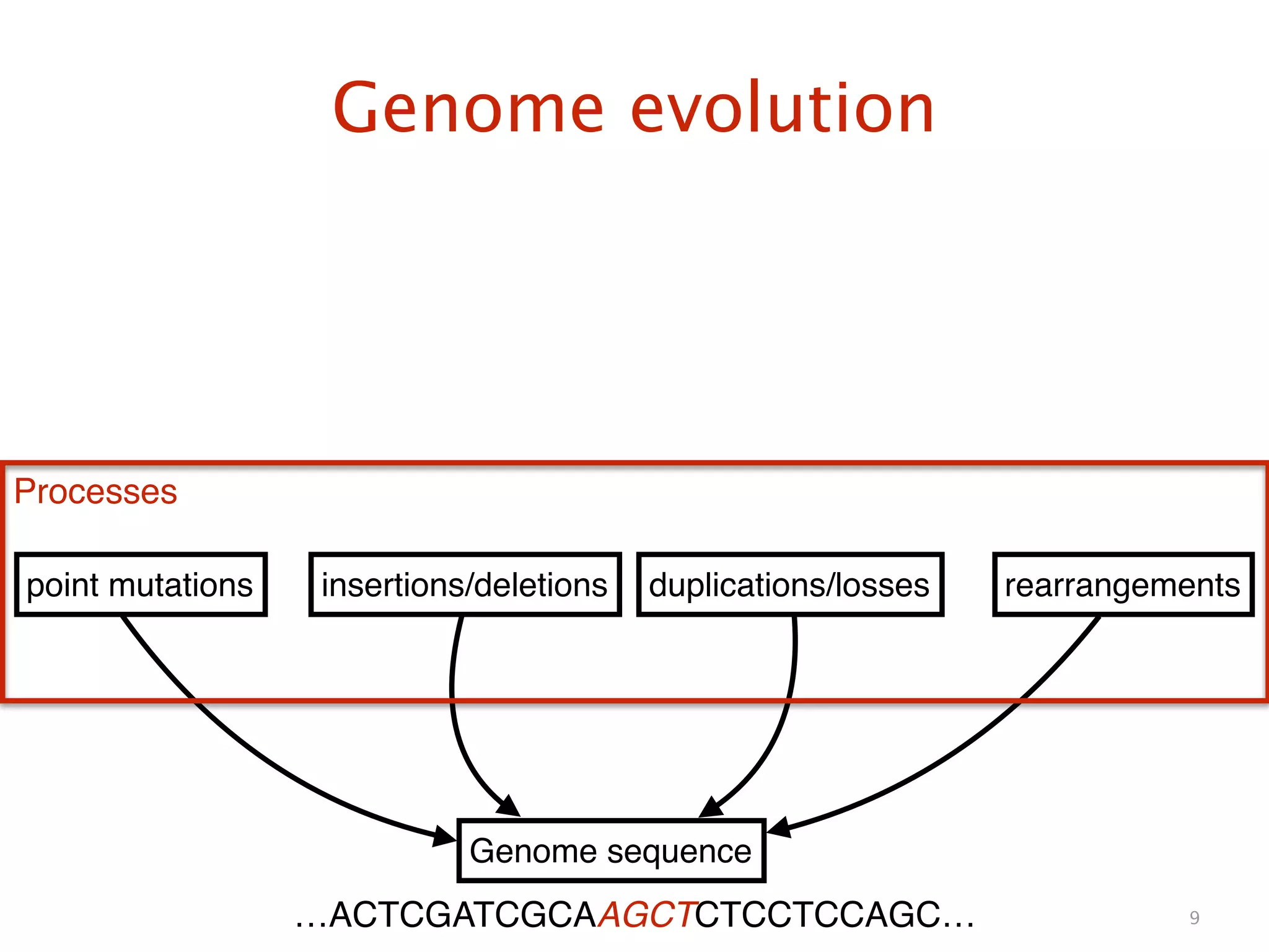 Genome evolution
9
Genome sequence
point mutations insertions/deletions duplications/losses rearrangements
Processes
…ACTCGATCGCAAGCTCTCCTCCAGC…
 