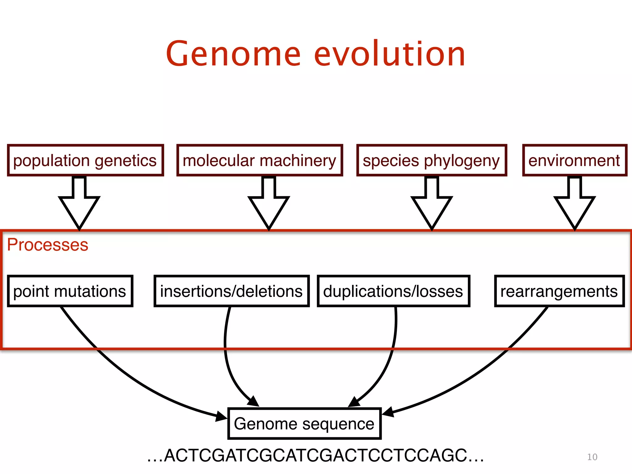 Genome evolution
10
Genome sequence
point mutations insertions/deletions duplications/losses rearrangements
Processes
population genetics molecular machinery species phylogeny environment
…ACTCGATCGCATCGACTCCTCCAGC…
 