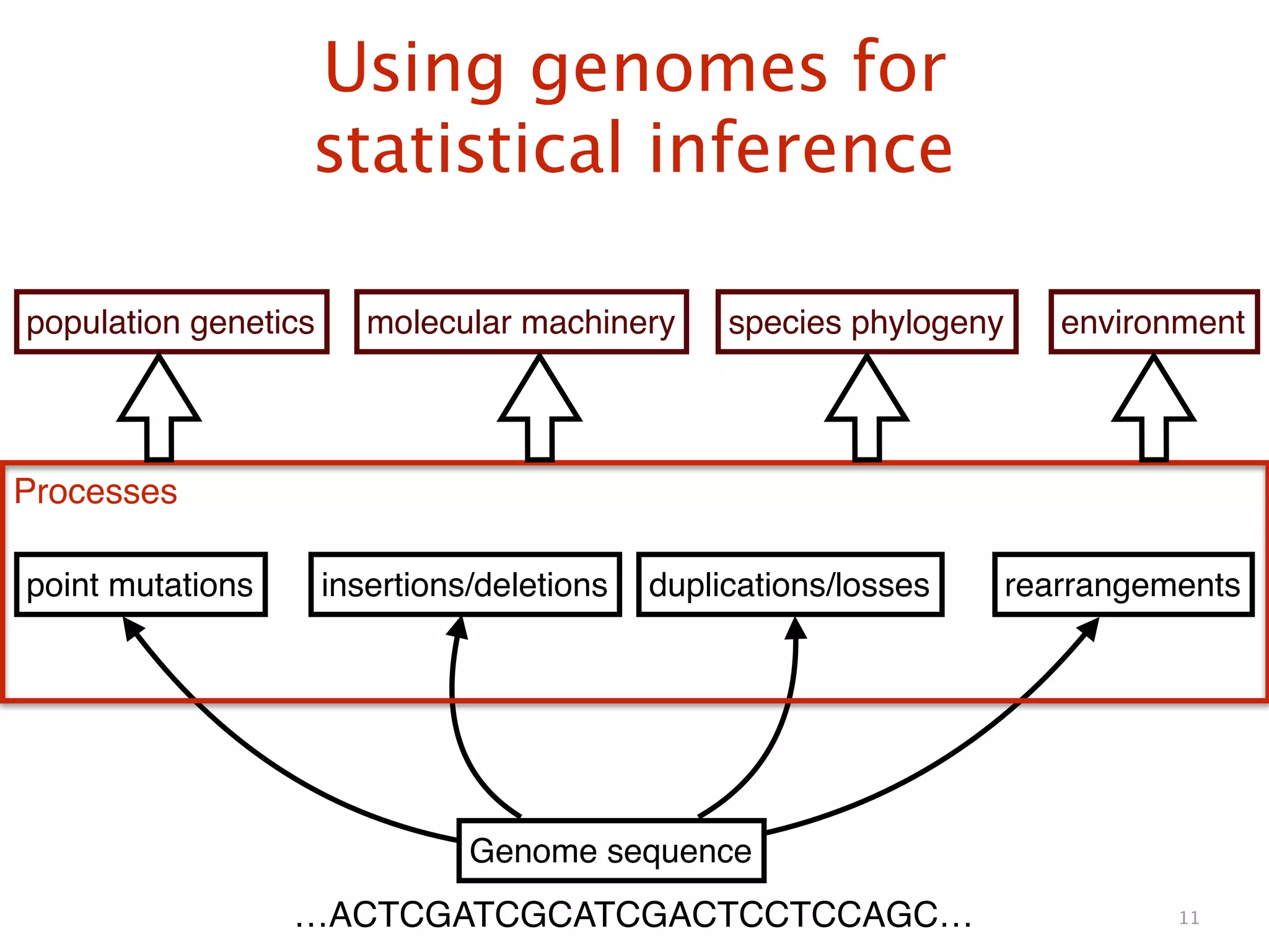 Using genomes for 
statistical inference
11
Genome sequence
point mutations insertions/deletions duplications/losses rearrangements
Processes
population genetics molecular machinery species phylogeny environment
…ACTCGATCGCATCGACTCCTCCAGC…
 