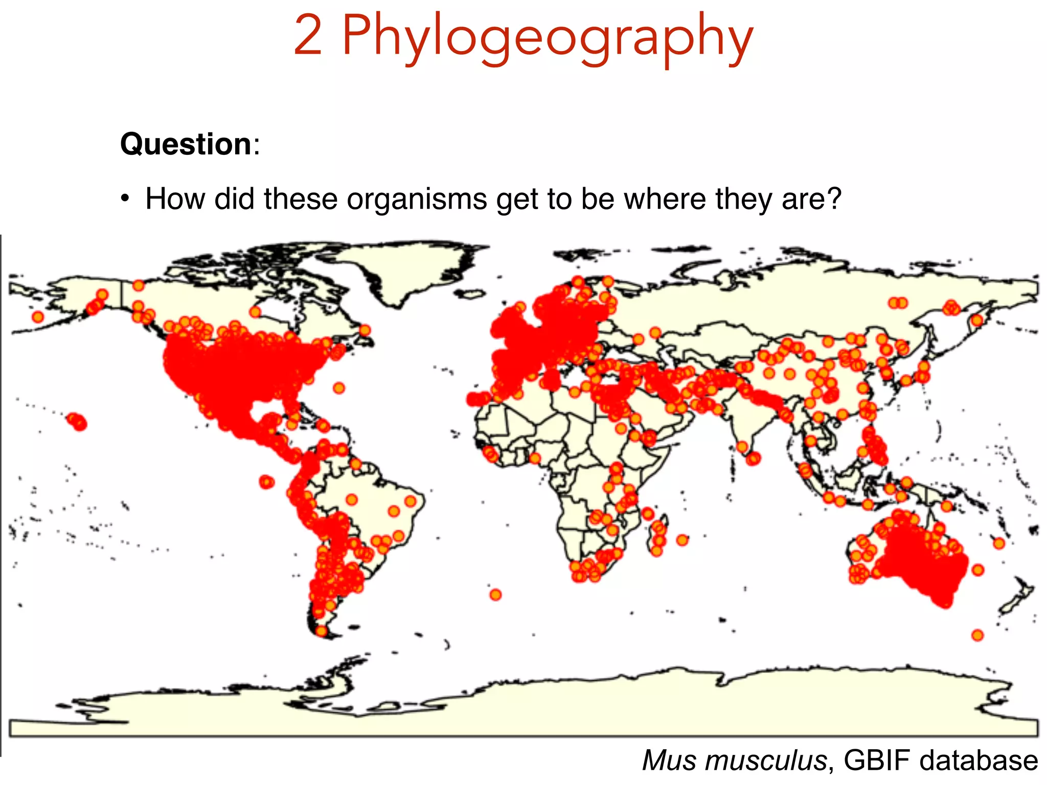 2 Phylogeography
Question:!
• How did these organisms get to be where they are?!
Mus musculus, GBIF database
 