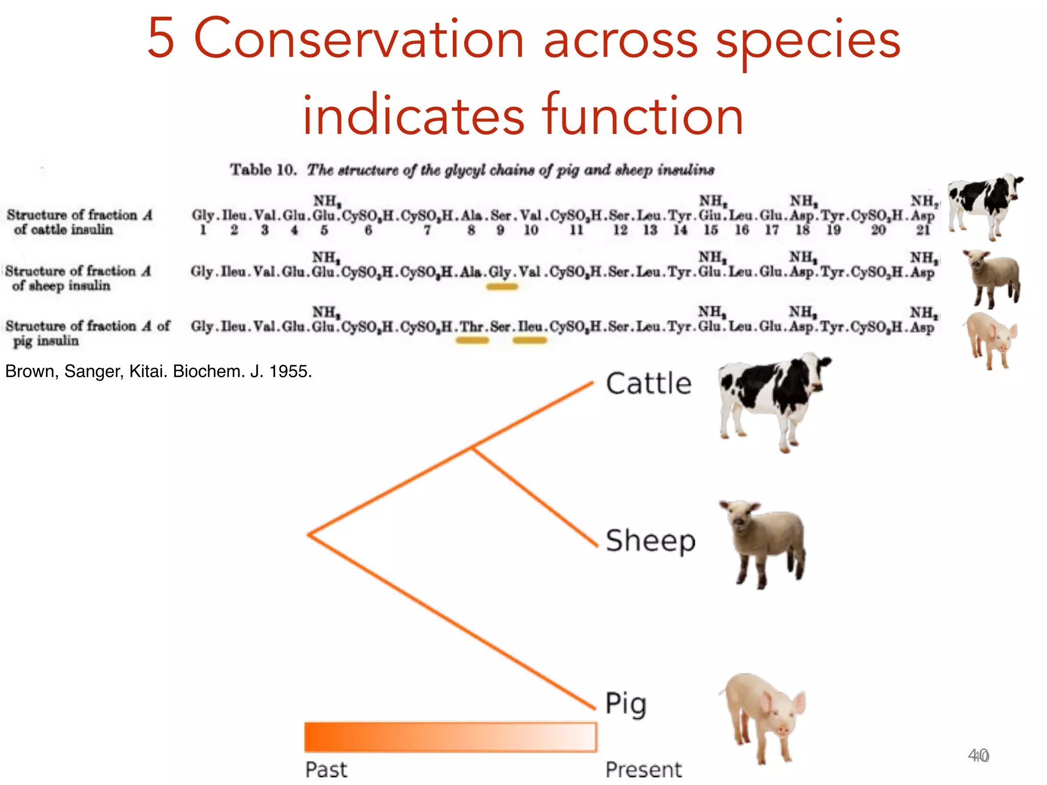 40
5 Conservation across species
indicates function
40
Brown, Sanger, Kitai. Biochem. J. 1955.
 