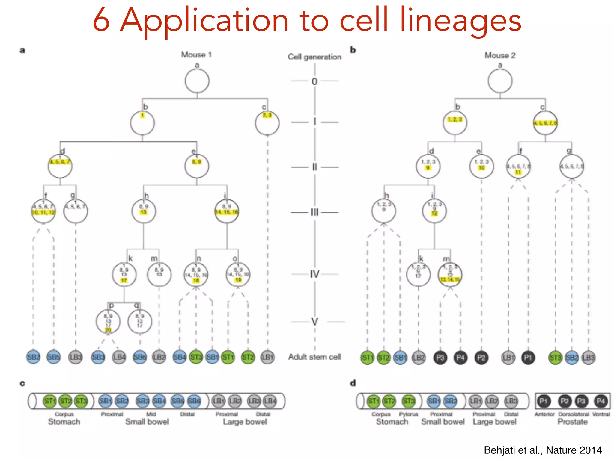 6 Application to cell lineages
Behjati et al., Nature 2014
 