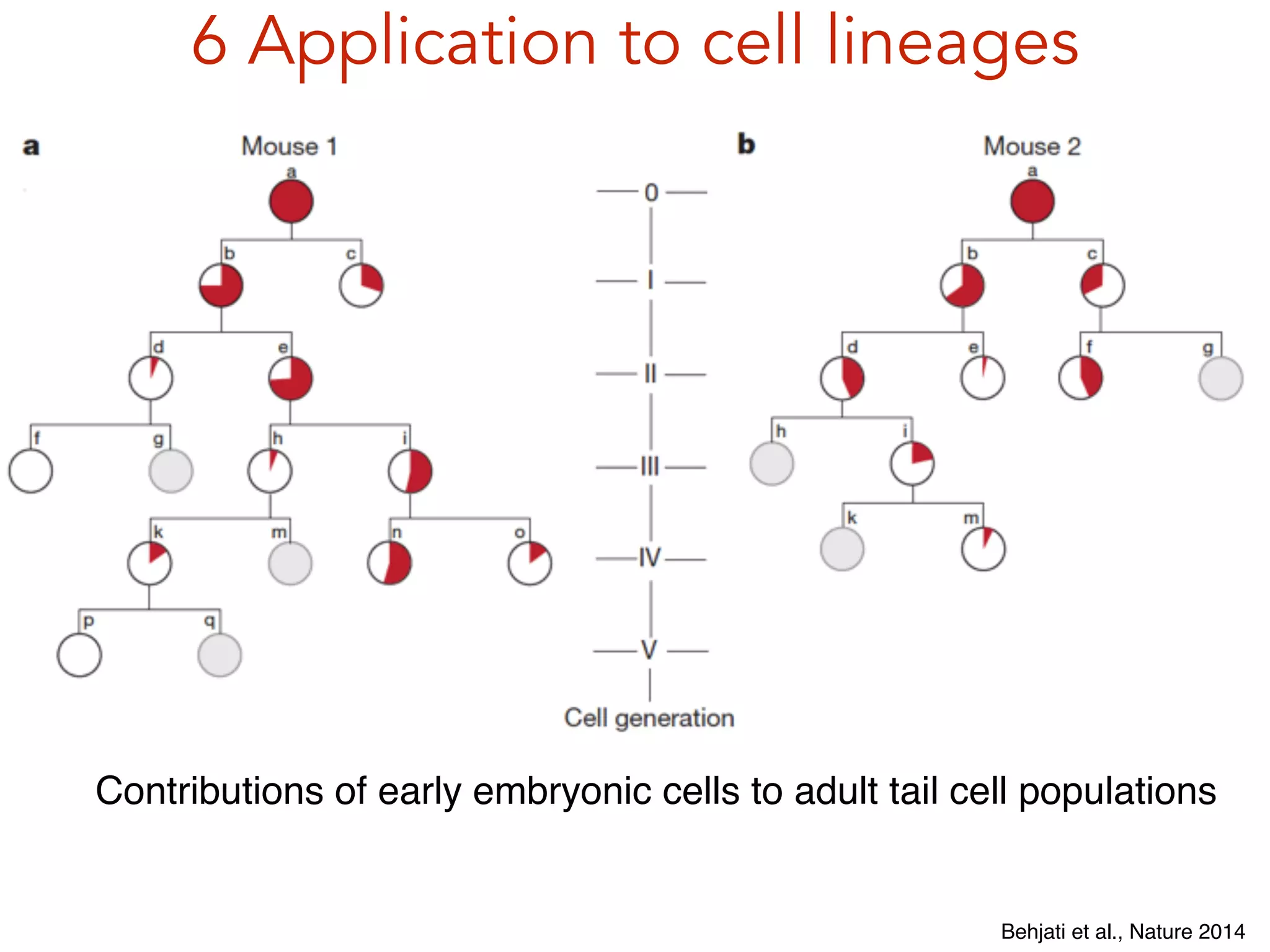 6 Application to cell lineages
Behjati et al., Nature 2014
Contributions of early embryonic cells to adult tail cell populations
 