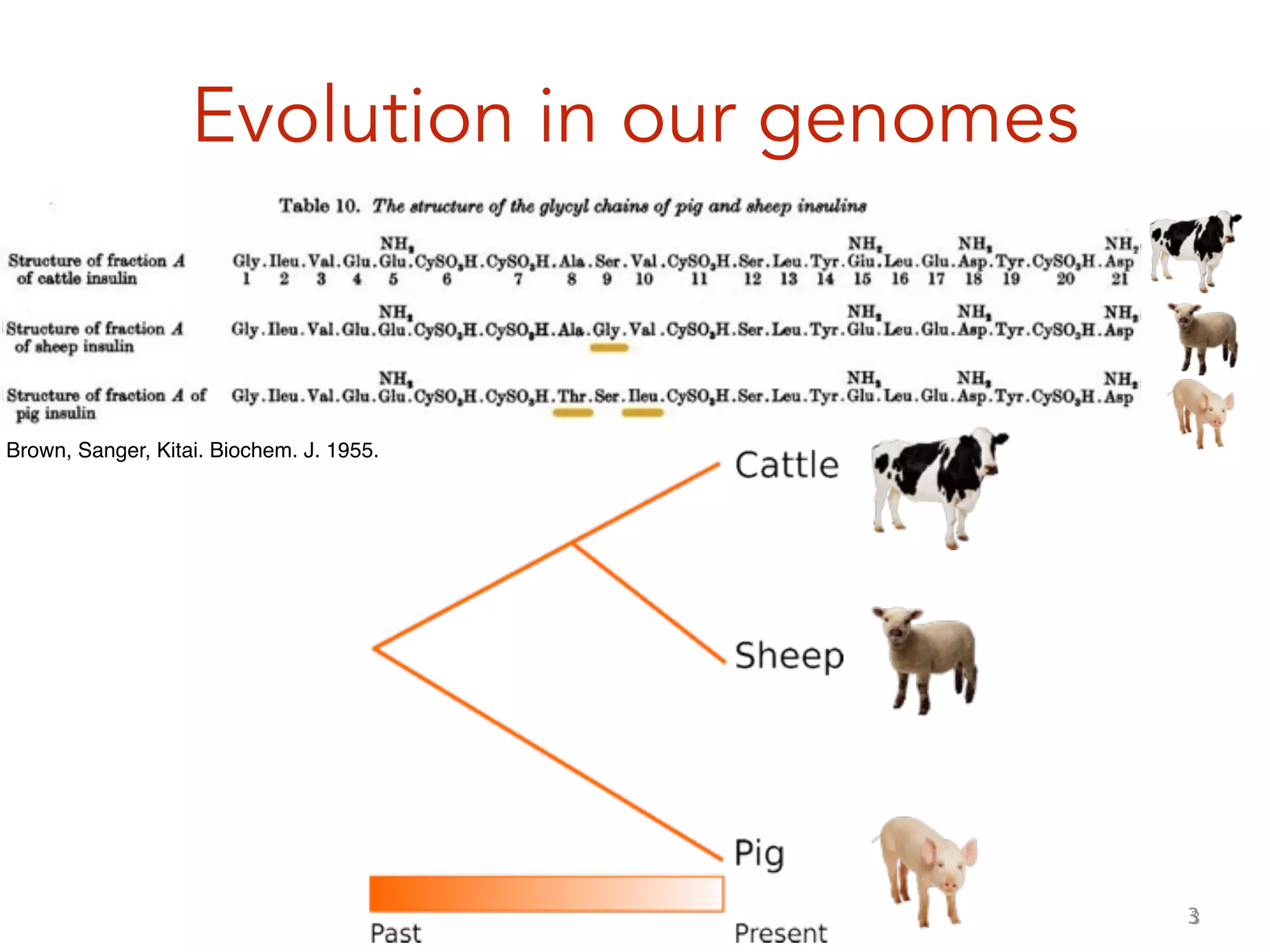 3
Evolution in our genomes
3
Brown, Sanger, Kitai. Biochem. J. 1955.
 